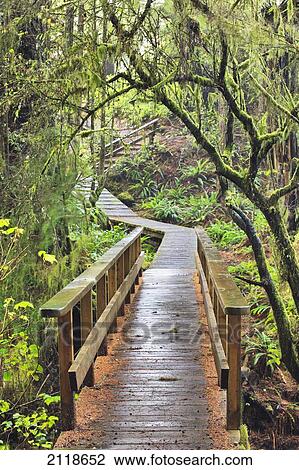 Boardwalk Through Rainforest On The Wild Pacific Trail; Ucluelet Vancouver Island British Columbia Canada View Large Photo Image Stock Image - Boardwalk Through Rainforest On The Wild Pacific Trail; Ucluelet Vancouver Island British Columbia Canada. Fotosearch