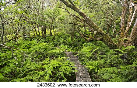 Stock Image - Boardwalk through Waikamoi Native Forest Preserve; Maui, Hawaii, United States of America. Fotosearch