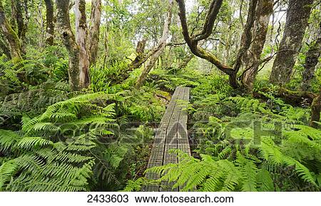 Boardwalk through Waikamoi Native Forest Preserve; Maui, Hawaii, United States of America View Large Photo Image Stock Image - Boardwalk through Waikamoi Native Forest Preserve; Maui, Hawaii, United States of America. Fotosearch