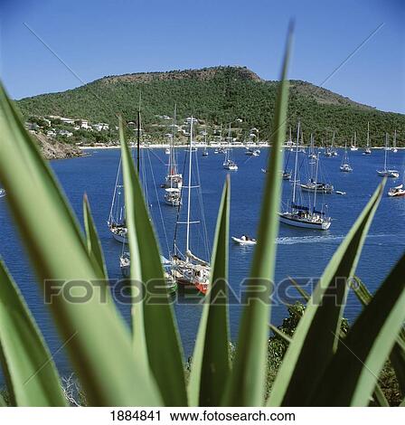 Stock Image - Boats In Harbor With Palm Leaves. Fotosearch