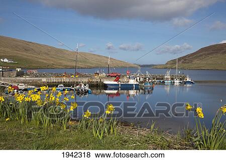 Stock Photo - Boats In Marina; Shetland Scotland. Fotosearch