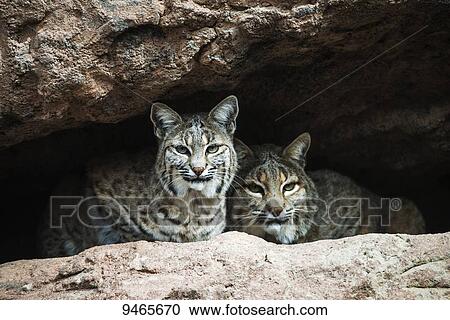 Stock Image - Bobcat (felix rufus), Arizona Sonora Desert Museum; Tucson, Arizona, United States of America. Fotosearch