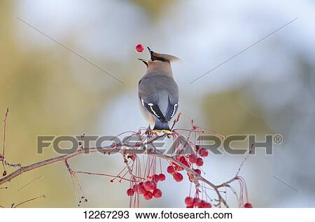 Bohemian Waxwing perched on branch of a crab apple tree tosses a crab apple into the air before swallowing it, Fairbanks, Interior Alaska View Large Photo Image Stock Image - Bohemian Waxwing perched on branch of a crab apple tree tosses a crab apple into the air before swallowing it, Fairbanks, Interior Alaska. Fotosearch