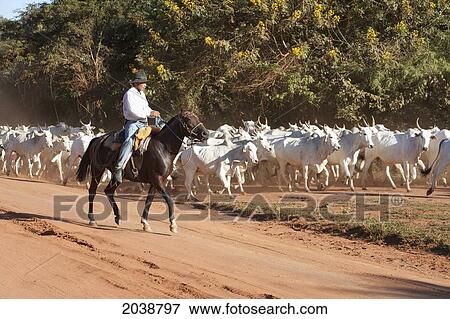 Stock Photo - Bolivian Cowboys Herding Indo-Brazilian Cattle (Bos Indicus) In Rural Chiquitania, Santa Cruz Department, Bolivia. Fotosearch