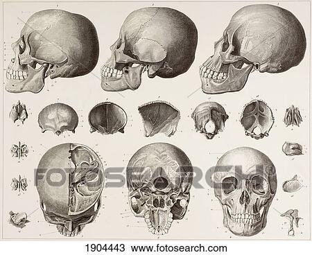 Bones Of The Head. After A 19Th Century Print. View Large Photo Image Stock Image - Bones Of The Head. After A 19Th Century Print.. Fotosearch