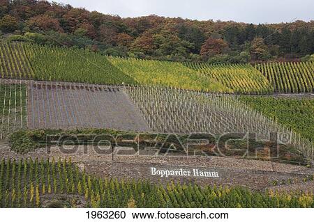 Stock Image - Bopparder Hamm Vineyards, As Seen From The Rhine River, Rhineland-Palatinate, Germany. Fotosearch