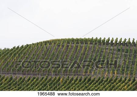 Bopparder Hamm Vineyards, As Seen From The Rhine River, Rhineland-Palatinate, Germany View Large Photo Image Stock Photo - Bopparder Hamm Vineyards, As Seen From The Rhine River, Rhineland-Palatinate, Germany. Fotosearch