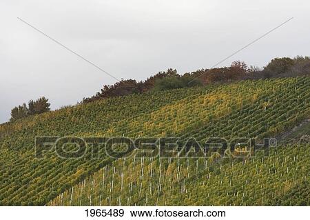 Stock Photo - Bopparder Hamm Vineyards, As Seen From The Rhine River, Rhineland-Palatinate, Germany. Fotosearch