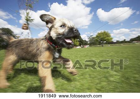 Stock Photo - Border Terrier Puppy Running In Park. Fotosearch