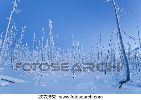Boreal Forest Burnt In Fire, Dempster Highway, Yukon View Large Photo Image Stock Image - Boreal Forest Burnt In Fire, Dempster Highway, Yukon. Fotosearch