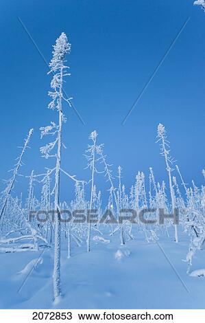 Stock Image - Boreal Forest Burnt In Fire, Dempster Highway, Yukon. Fotosearch