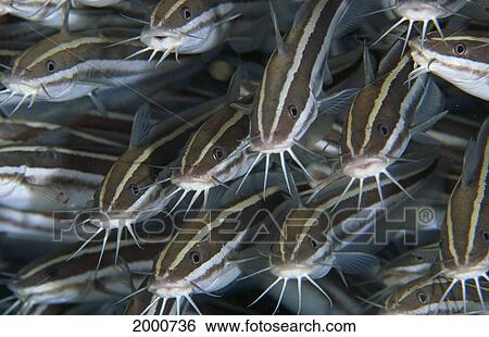 Borneo, Close-Up Of Schooling Eel Striped Catfish (Plotosus Lineatus) View Large Photo Image Stock Photograph - Borneo, Close-Up Of Schooling Eel Striped Catfish (Plotosus Lineatus). Fotosearch