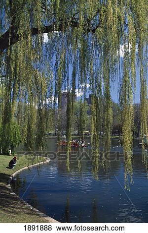 Stock Photo - Boston Garden. Fotosearch