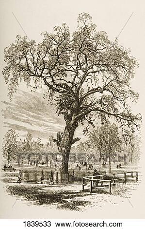 Stock Image - Boston Massachusetts, The Liberty Tree In 1870S. From American Pictures Drawn With Pen And Pencil By Rev Samuel Manning Circa 1880. Fotosearch