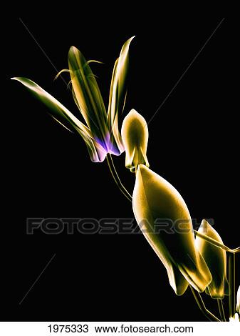 Stock Image - Botanical Study 1, Sheer Representation Of Flower On Black Background (Photographic Composition).. Fotosearch