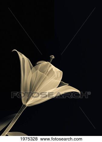 Botanical Study 3, Sheer Representation Of Flower On Black Background (Photographic Composition). View Large Photo Image Stock Photo - Botanical Study 3, Sheer Representation Of Flower On Black Background (Photographic Composition).. Fotosearch