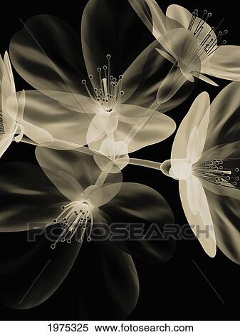 Stock Photography - Botanical Study 4, Sheer Representation Of Flowers On Black Background (Photographic Composition).. Fotosearch