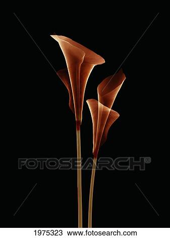 Botanical Study 5, Sheer Representation Of Flowers On Black Background (Photographic Composition). View Large Photo Image Stock Image - Botanical Study 5, Sheer Representation Of Flowers On Black Background (Photographic Composition).. Fotosearch