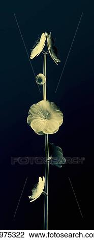 Stock Image - Botanical Study 6, Sheer Representation Of Flowers And Stem On Black Background (Photographic Composition).. Fotosearch