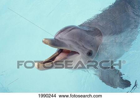 Picture - Bottle Nose Dolphin, Head Out Of Water In Captivity. Fotosearch