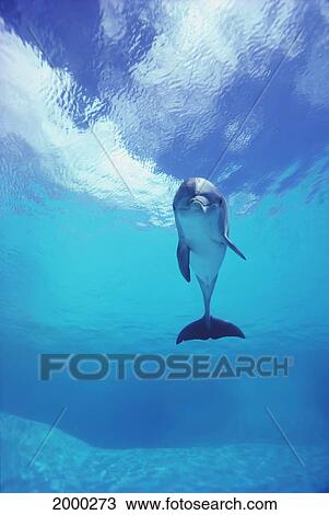 Stock Image - Bottlenose Dolphin (Tursiops Truncatus) Looking At Camera Front View. Fotosearch