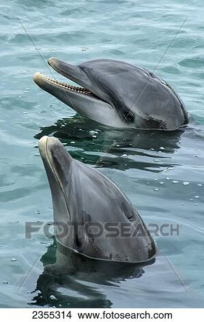 Bottlenose Dolphins (Tursiops); Ocho Rios, Jamaica View Large Photo Image Picture - Bottlenose Dolphins (Tursiops); Ocho Rios, Jamaica. Fotosearch