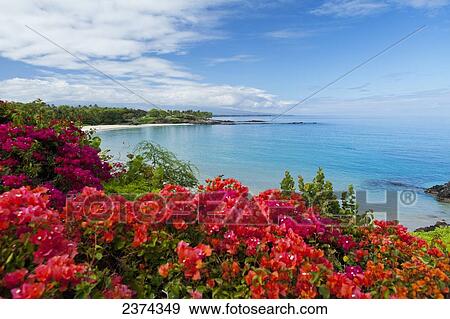 Stock Photo - Bougainvillea flowers along the South Kohala Coast; Big Island, Hawaii, United States of America. Fotosearch