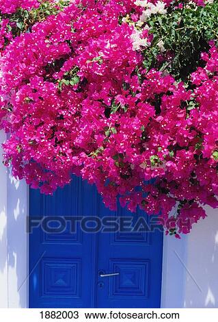 Bougainvillea Flowers Covering Door View Large Photo Image Stock Image - Bougainvillea Flowers Covering Door. Fotosearch