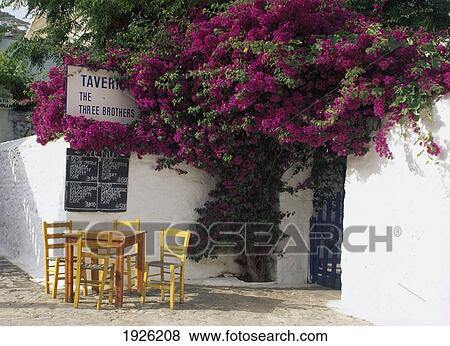 Bougainvillea, Taverna. View Large Photo Image Stock Photo - Bougainvillea, Taverna.. Fotosearch