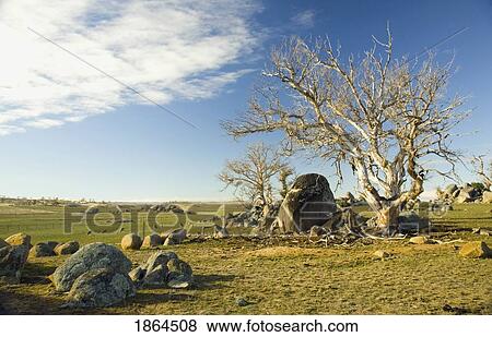 Boulders And Trees, New South Wales, Australia View Large Photo Image Stock Photo - Boulders And Trees, New South Wales, Australia. Fotosearch