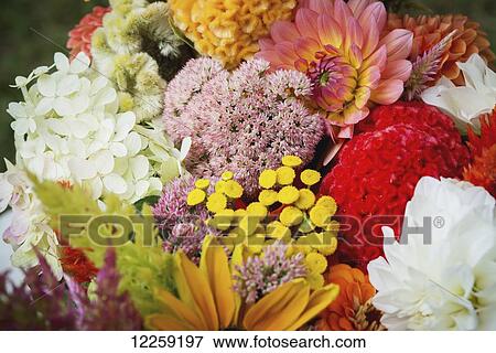Bouquet of mixed flowers at a flower farm; Fallston, Maryland, United States of America View Large Photo Image Stock Photo - Bouquet of mixed flowers at a flower farm; Fallston, Maryland, United States of America. Fotosearch