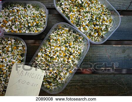 Stock Photo - Bowls Of White Daisy Flowers. Fotosearch