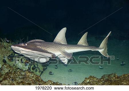 Stock Image - Bowmouth Guitarfish (Rhina Ancylostoma); Australia. Fotosearch