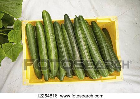 Stock Photograph - Box full of hydroponic cucumbers; Cordova, Maryland, United States of America. Fotosearch