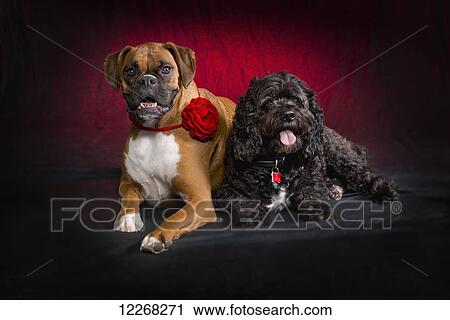 Boxer and Spaniel dogs on red background; St. Albert, Alberta, Canada View Large Photo Image Stock Image - Boxer and Spaniel dogs on red background; St. Albert, Alberta, Canada. Fotosearch