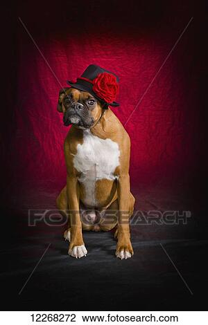 Stock Image - Boxer dog with a black hat on red background; St. Albert, Alberta, Canada. Fotosearch