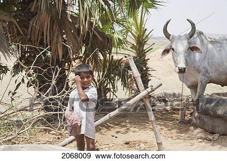Stock Photo - Boy And Cow In Barabar, Bihar, India. Fotosearch