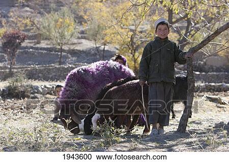 Stock Image - Boy And Purple-Dyed Sheep In The Siagerd Valley, Parwan Province, Afghanistan. Fotosearch