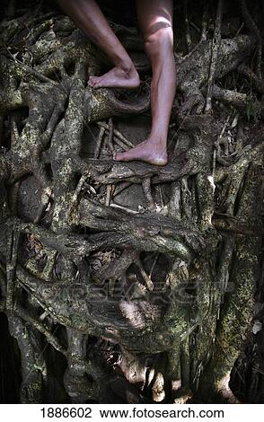 Stock Image - Boy Ascending Ladder Made Out Of Tree Roots. Fotosearch