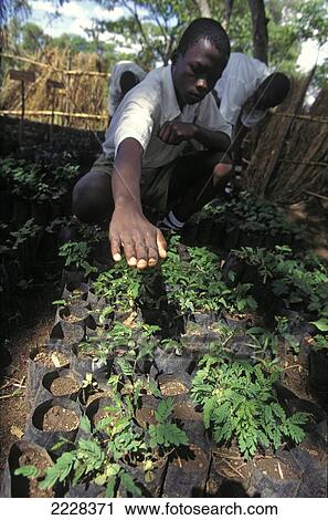 Boy At A Tree Nursery / Garden Looking At Seedlings, Mwanza, Tanzania View Large Photo Image Stock Image - Boy At A Tree Nursery / Garden Looking At Seedlings, Mwanza, Tanzania. Fotosearch