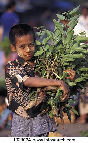Picture - Boy Carrying Branches, Zegyo Market. Fotosearch