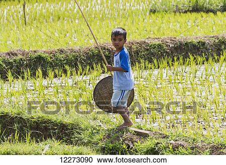 Stock Image - Boy in a rice field, Suaya, Toraja Land, South Sulawesi, Indonesia. Fotosearch