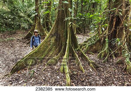 Boy looks at the trunk of a fica tree while hiking through the jungle; Belize View Large Photo Image Stock Photography - Boy looks at the trunk of a fica tree while hiking through the jungle; Belize. Fotosearch