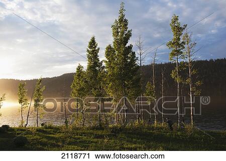 Stock Image - Boy Runs Through Trees At Sunset In Dixie National Forest By Navajo Lake; Duck Creek Village Utah Usa. Fotosearch