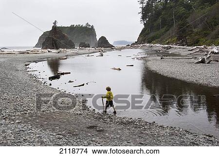 Boy Walks In Small Lagoon At Ruby Beach Of Olympic National Forest; Washington Usa View Large Photo Image Picture - Boy Walks In Small Lagoon At Ruby Beach Of Olympic National Forest; Washington Usa. Fotosearch
