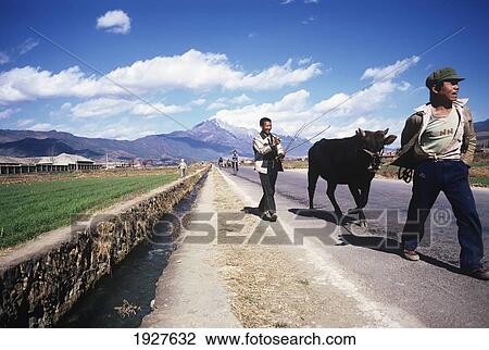 Boys Walking A Cow Along The Road In Front Of Mount Satseto View Large Photo Image Stock Image - Boys Walking A Cow Along The Road In Front Of Mount Satseto. Fotosearch