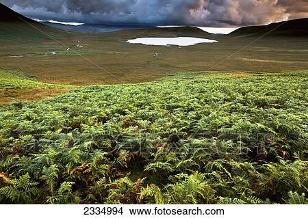 Bracken And Burnmoor Tarn; Western Lake District, Cumbria, England, Uk View Large Photo Image Picture - Bracken And Burnmoor Tarn; Western Lake District, Cumbria, England, Uk. Fotosearch