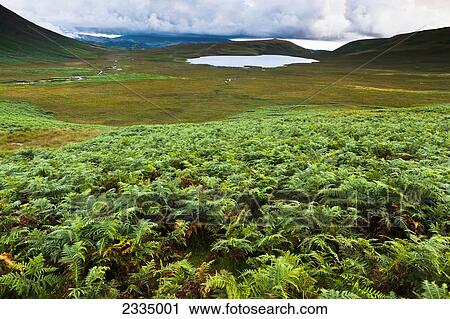 Bracken And Burnmoor Tarn; Western Lake District, Cumbria, England, Uk View Large Photo Image Stock Image - Bracken And Burnmoor Tarn; Western Lake District, Cumbria, England, Uk. Fotosearch