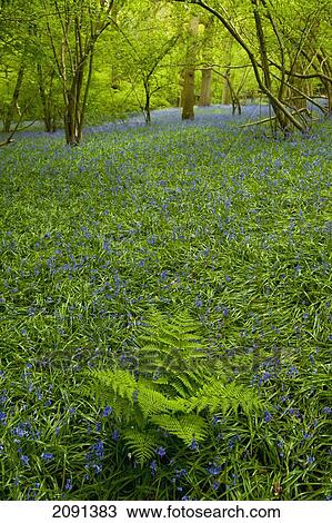 Stock Image - Bracken Fern Amongst Bluebells In Wood Near Newick, East Sussex, Uk. Fotosearch