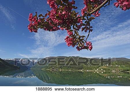 Stock Photography - Branch With Pink Flowers Hanging Over Fjord. Fotosearch